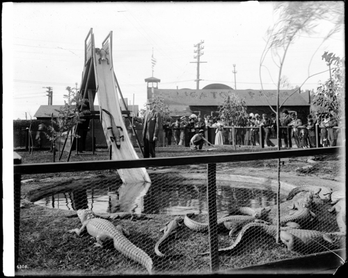 20260719-Los Angeles Alligator Farm (ca. 1907).jpg